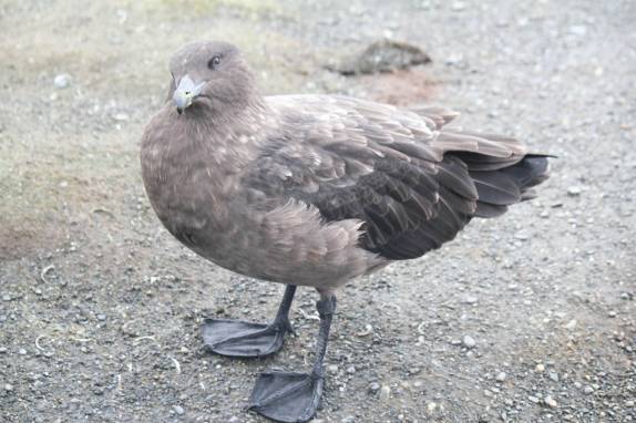 A temível skua, uma ave de rapina, em Salisbury Plain, na Geórgia do Sul